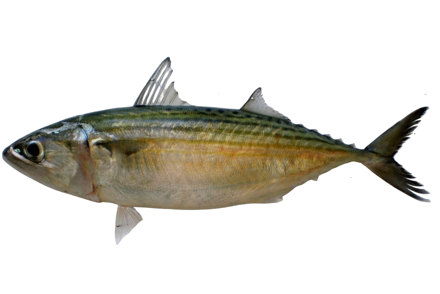 INDIAN MACKEREL